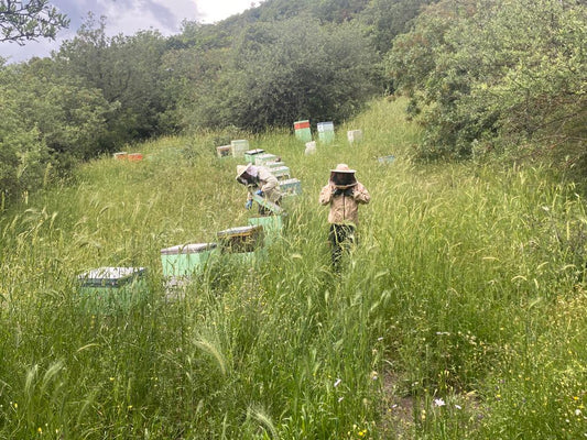De bijenkasten in het Parnonas gebergte (Peloponnesos).