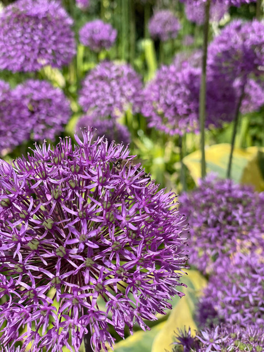 Bijen en Biodiversiteit: Waarom Bijen Cruciaal Zijn voor Ons Ecosysteem