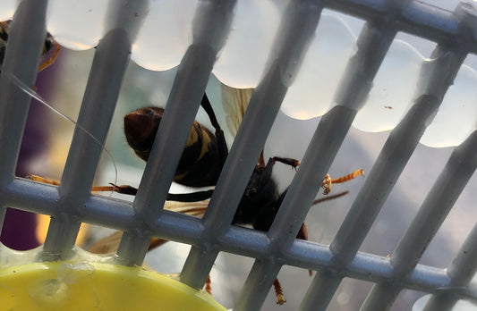 De Aziatische Hoornaar Een Gevaar Voor Onze Bijen En Biodiversiteit