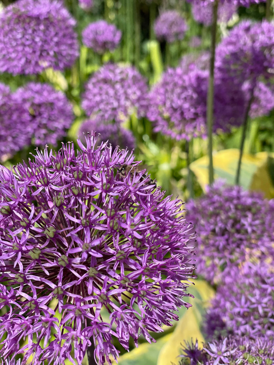 Bijen en Biodiversiteit: Waarom Bijen Cruciaal Zijn voor Ons Ecosysteem