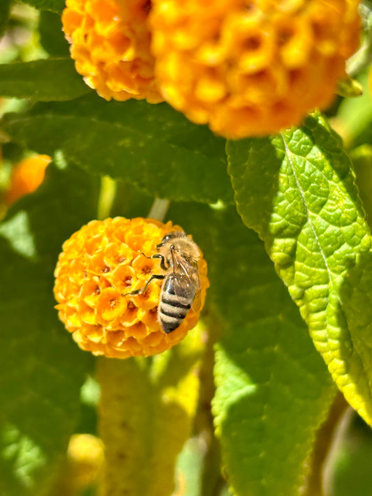 Bijen en Biodiversiteit: Waarom Bijen Cruciaal Zijn voor Ons Ecosysteem